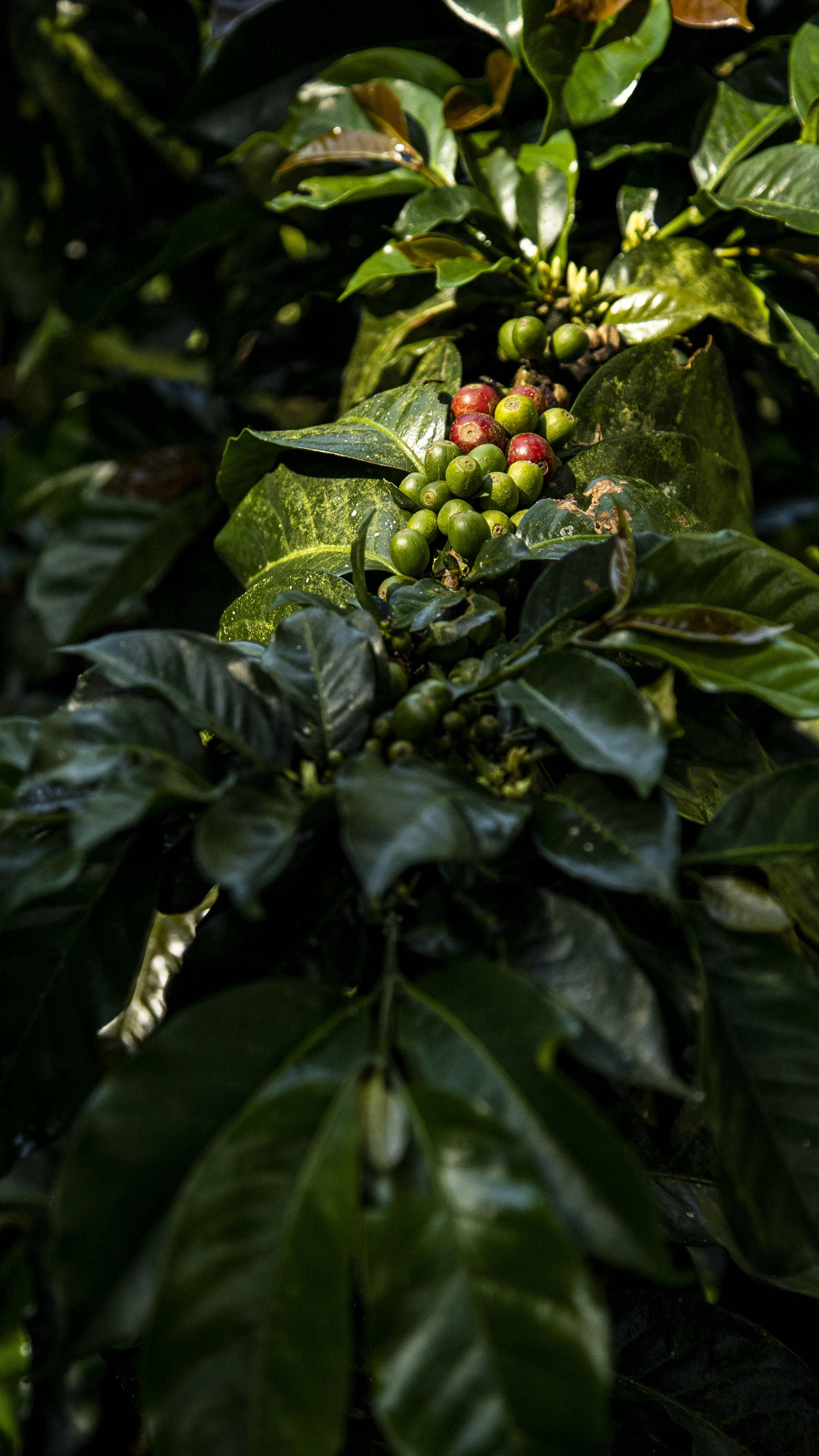 Granos de café en la planta