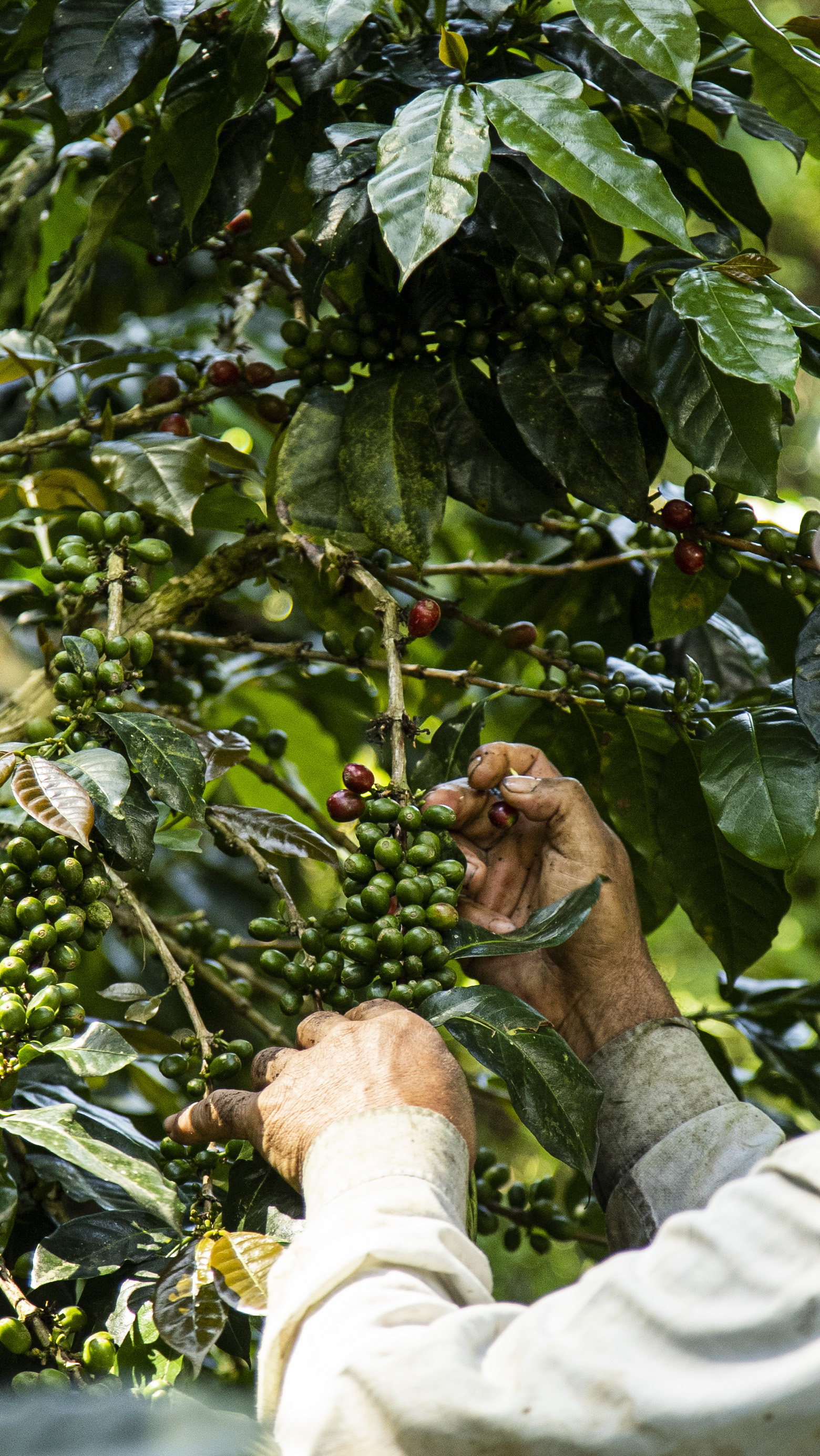 Cafetal