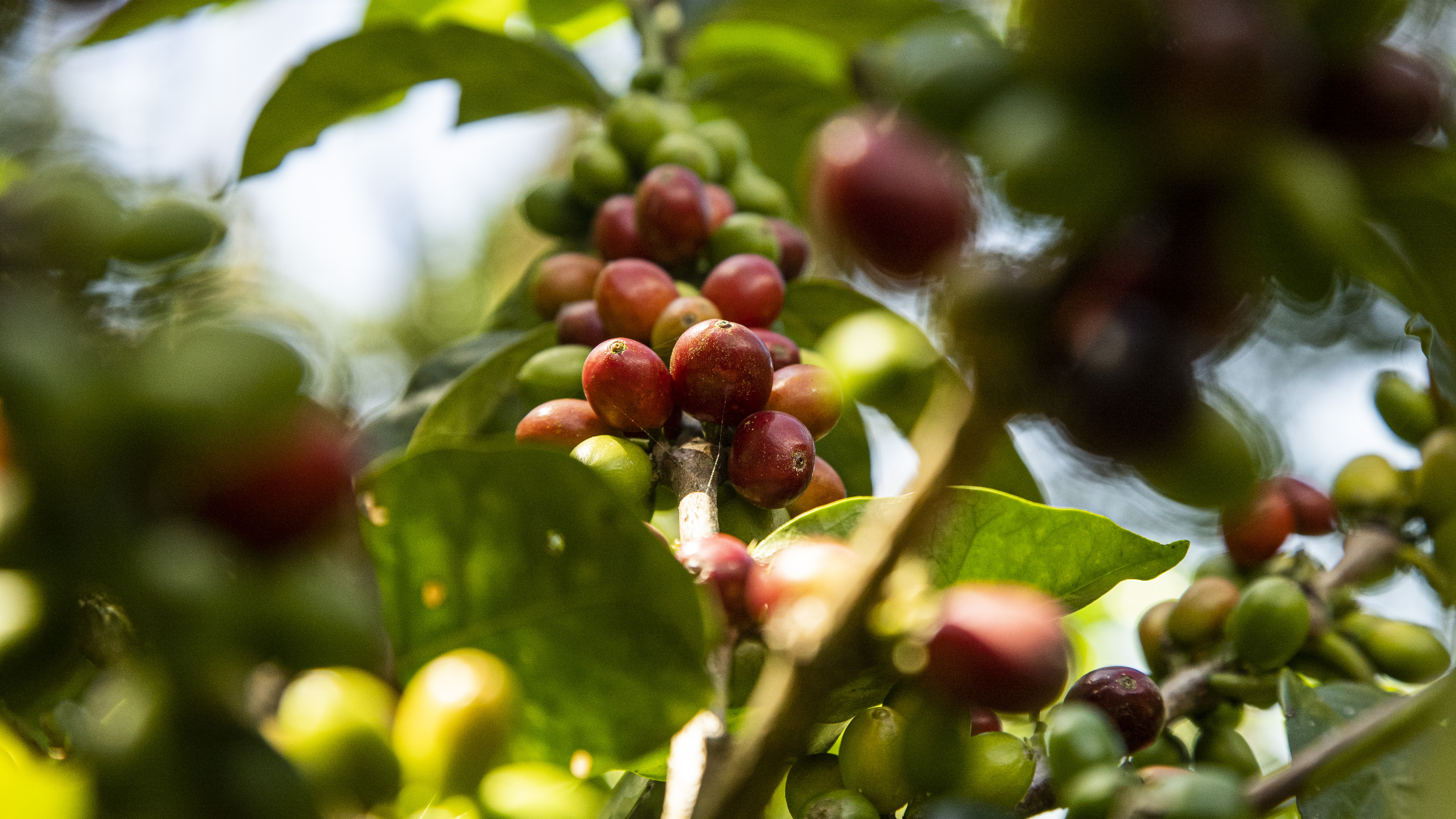 Finca de café