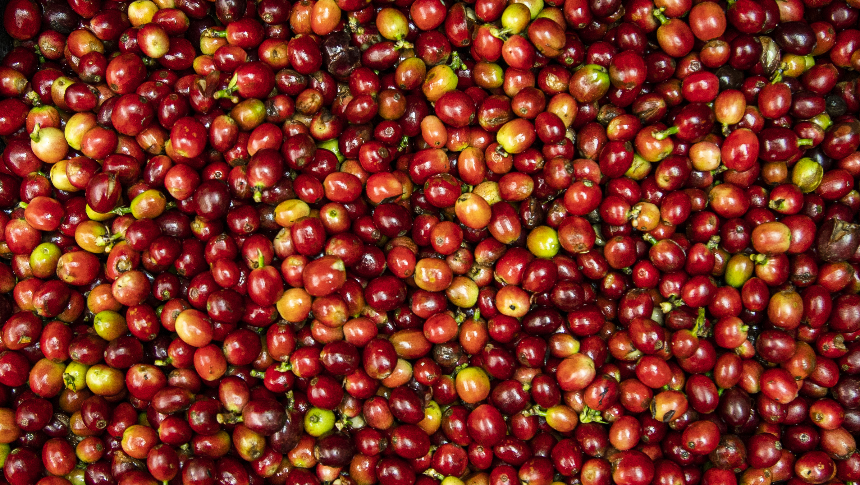 Cosecha de café