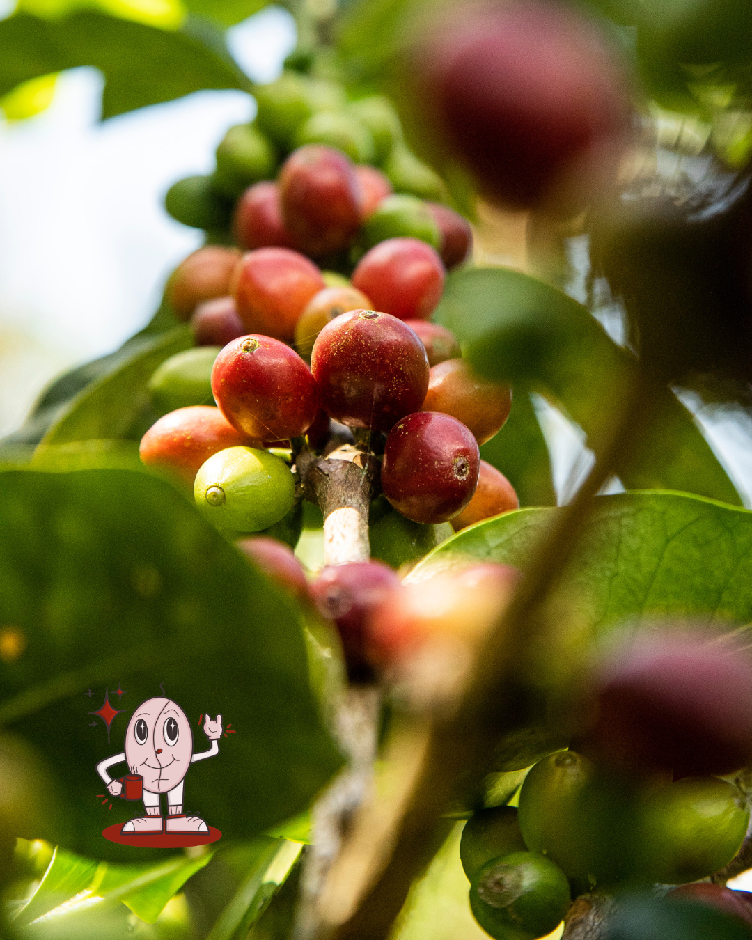 Café en grano